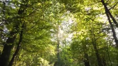 Bir sonbahar gününde ağaçlı orman