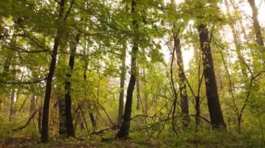 Bir sonbahar gününde ağaçlı orman