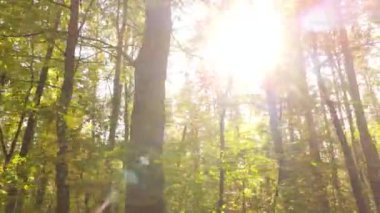 Bir sonbahar gününde ağaçlı orman