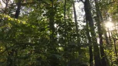 Bir sonbahar gününde ağaçlı orman