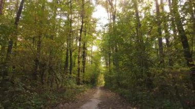 Bir sonbahar gününde ağaçlı orman