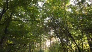 Bir sonbahar gününde ağaçlı orman