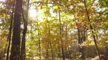 Bir sonbahar gününde ağaçlı orman