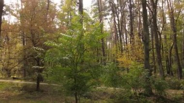 Bir sonbahar gününde ağaçlı orman