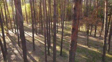 Bir sonbahar gününde ağaçlı orman