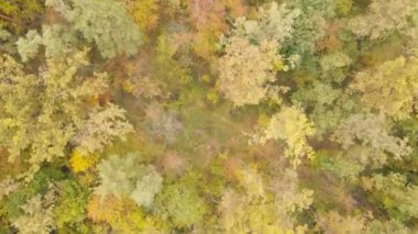 Bir sonbahar gününde ağaçlı orman