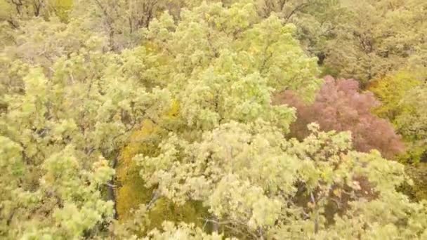 Forêt avec des arbres dans un jour d'automne — Video