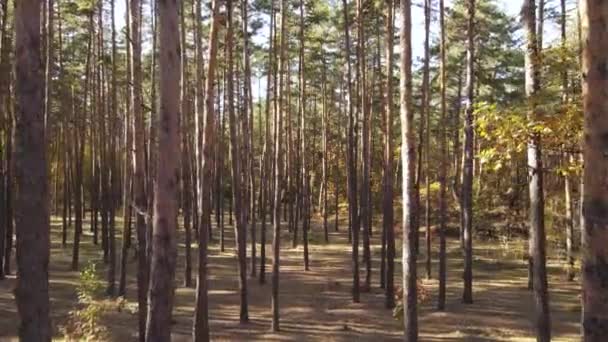 Skog med träd en höstdag — Stockvideo