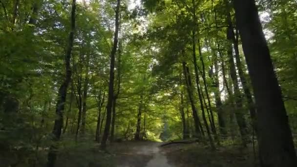 Foresta con alberi in una giornata autunnale — Video Stock