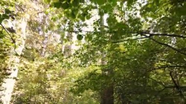 Bir sonbahar gününde ağaçlı orman