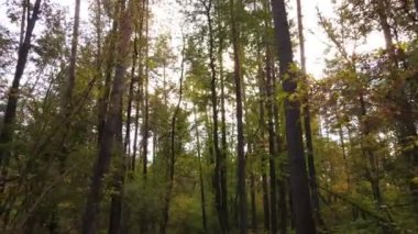 Bir sonbahar gününde ağaçlı orman