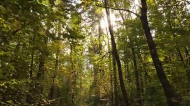 Gündüzleri ağaçlı sonbahar ormanı manzarası