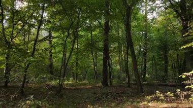 Gündüzleri ağaçlı sonbahar ormanı manzarası