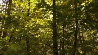 Gündüzleri ağaçlı sonbahar ormanı manzarası