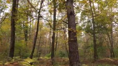 Gündüzleri ağaçlı sonbahar ormanı manzarası