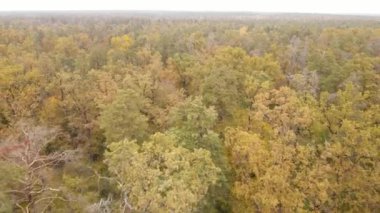 Gündüzleri ağaçlı sonbahar ormanı manzarası