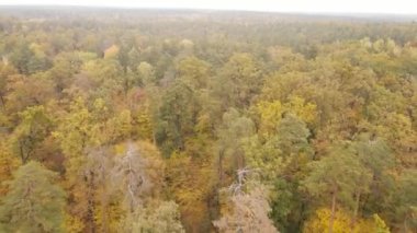 Gündüzleri ağaçlı sonbahar ormanı manzarası