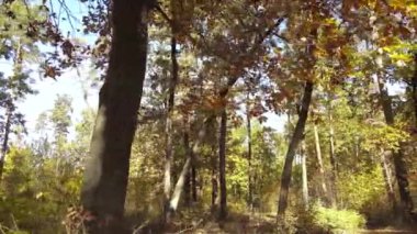 Gündüzleri ağaçlı sonbahar ormanı manzarası