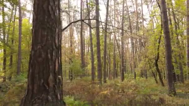 Gündüzleri ağaçlı sonbahar ormanı manzarası — Stok video