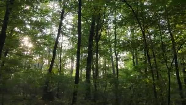 Paisagem florestal de outono com árvores por dia — Vídeo de Stock