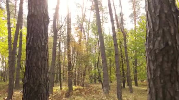 Autumn forest landscape with trees by day — Stock Video