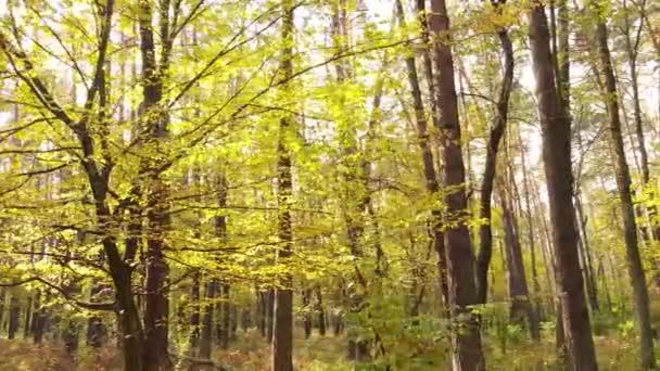 Paisagem florestal de outono com árvores por dia — Vídeo de Stock