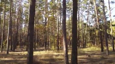 Gündüzleri ağaçlı sonbahar ormanı manzarası