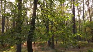 Gündüzleri ağaçlı sonbahar ormanı manzarası