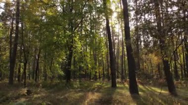 Gündüzleri ağaçlı sonbahar ormanı manzarası