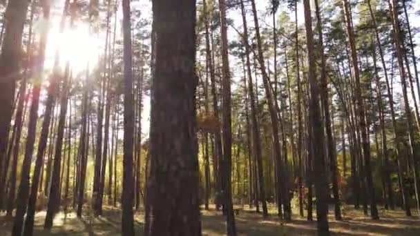 Herfst boslandschap met bomen per dag — Stockvideo