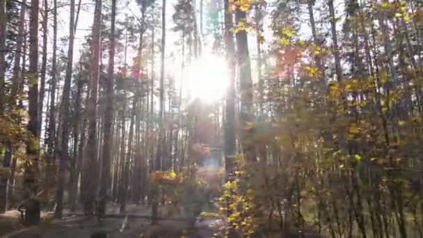 Осенний лесной пейзаж с деревьями днем — стоковое видео