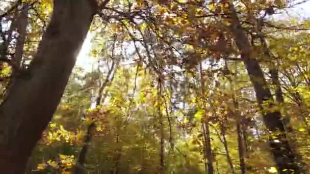 Paisagem florestal de outono com árvores por dia — Vídeo de Stock