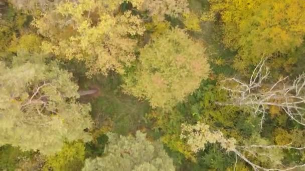 Herbstliche Waldlandschaft mit Bäumen bei Tag — Stockvideo