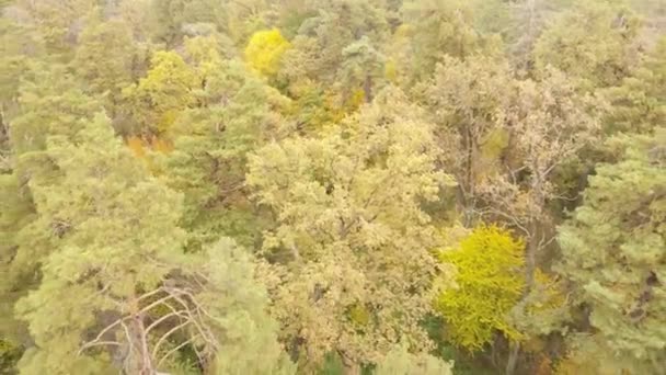 Осенний лесной пейзаж с деревьями днем — стоковое видео