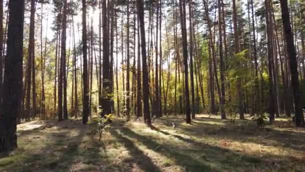 Осенний лесной пейзаж с деревьями днем — стоковое видео