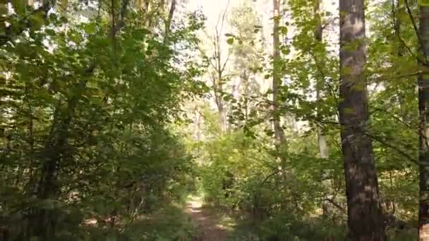 Paysage forestier d'automne avec arbres le jour