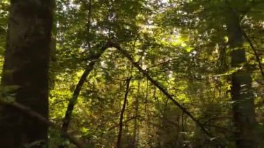 Gündüzleri ağaçlı sonbahar ormanı manzarası