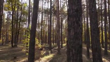 Gündüzleri ağaçlı sonbahar ormanı manzarası