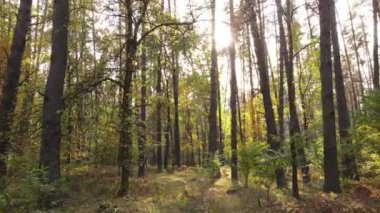 Gündüzleri ağaçlı sonbahar ormanı manzarası