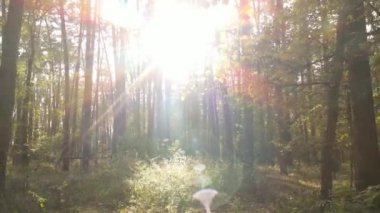 Gündüzleri ağaçlı sonbahar ormanı manzarası