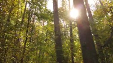 Gündüzleri ağaçlı sonbahar ormanı manzarası