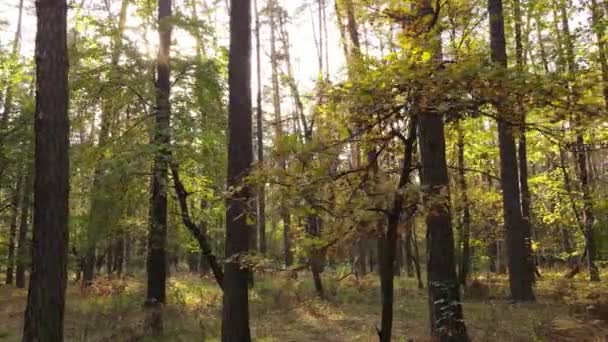 Φθινόπωρο δάσος τοπίο με δέντρα την ημέρα — Αρχείο Βίντεο