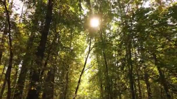 Paisagem florestal de outono com árvores por dia — Vídeo de Stock