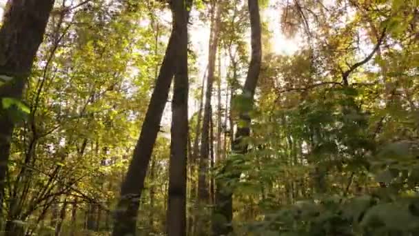 Paysage forestier d'automne avec arbres le jour — Video