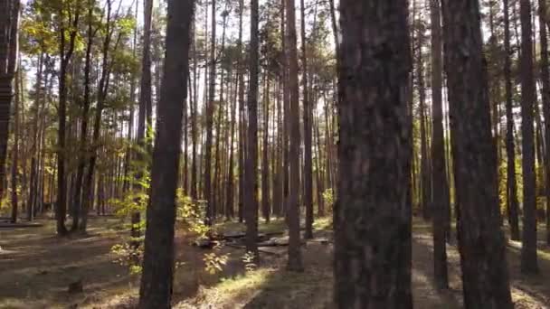 Höstskogslandskap med träd på dagen — Stockvideo