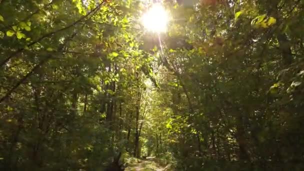 Paesaggio forestale autunnale con alberi di giorno — Video Stock