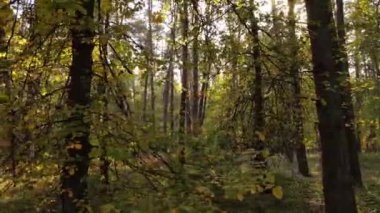 Gündüzleri ağaçlı sonbahar ormanı manzarası