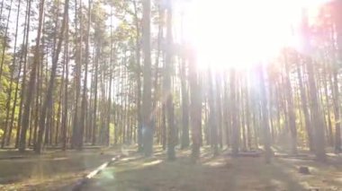 Gündüzleri ağaçlı sonbahar ormanı manzarası