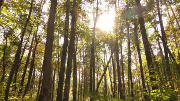 Paisaje forestal otoñal con árboles durante el día — Vídeo de stock