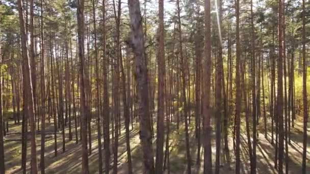 Осенний лесной пейзаж с деревьями днем — стоковое видео